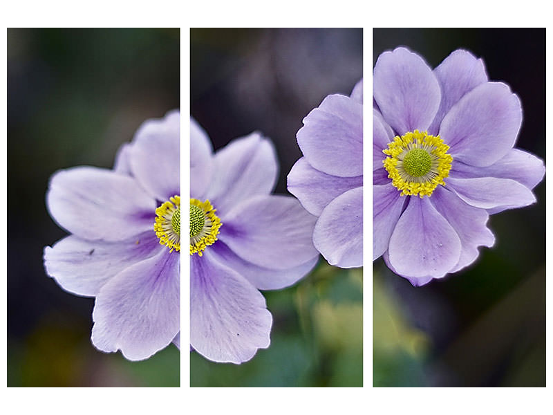 3-piece-canvas-print-2-flowers