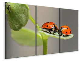 3-piece-canvas-print-2-ladybirds