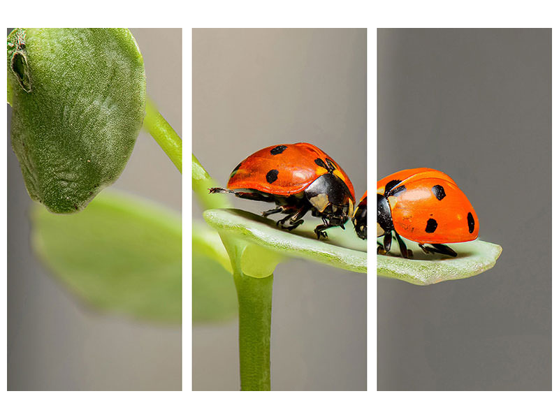 3-piece-canvas-print-2-ladybirds