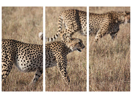 3-piece-canvas-print-2-leopards