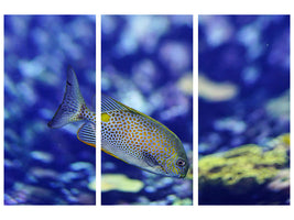 3-piece-canvas-print-a-fish-in-the-aquarium