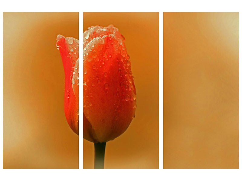 3-piece-canvas-print-a-tulip-in-the-morning-dew