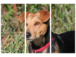 3-piece-canvas-print-attentive-dog