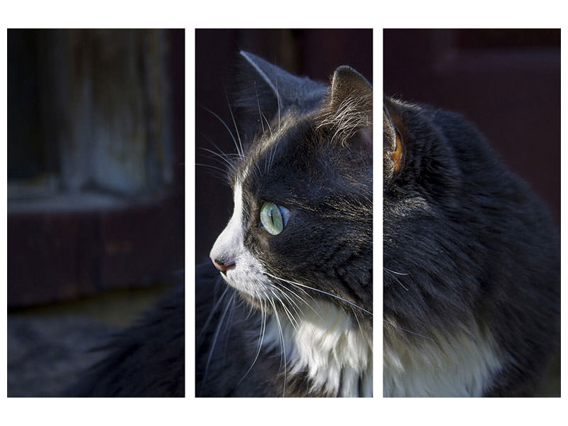 3-piece-canvas-print-cat39s-head-xl