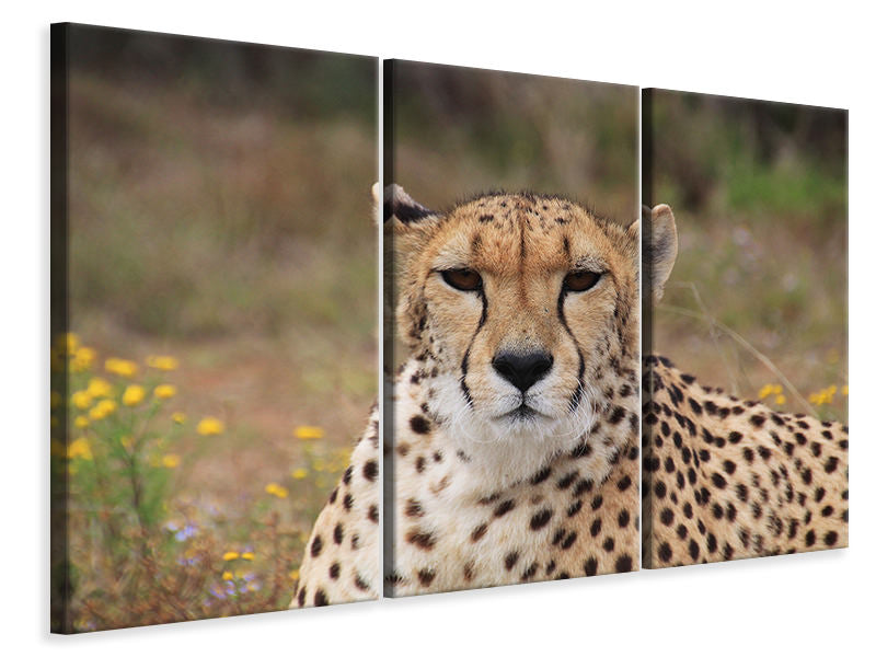 3-piece-canvas-print-cheetah-xl
