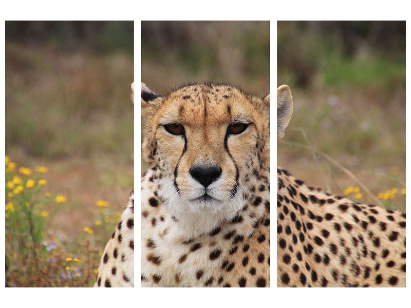 3-piece-canvas-print-cheetah-xl
