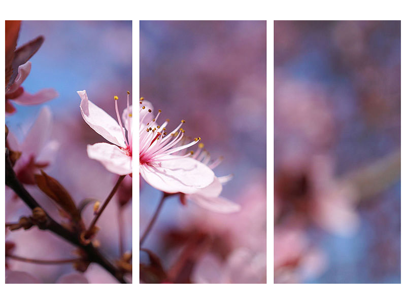 3-piece-canvas-print-close-up-cherry-blossom