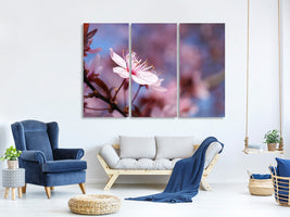 3-piece-canvas-print-close-up-cherry-blossom