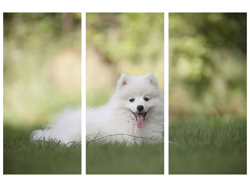 3-piece-canvas-print-cute-spitz-puppy