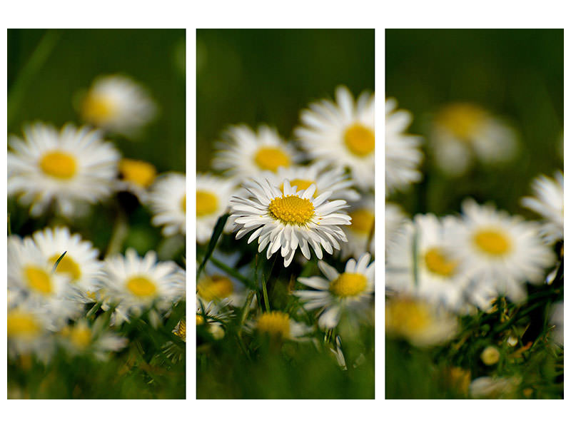 3-piece-canvas-print-daisies-xl-ii