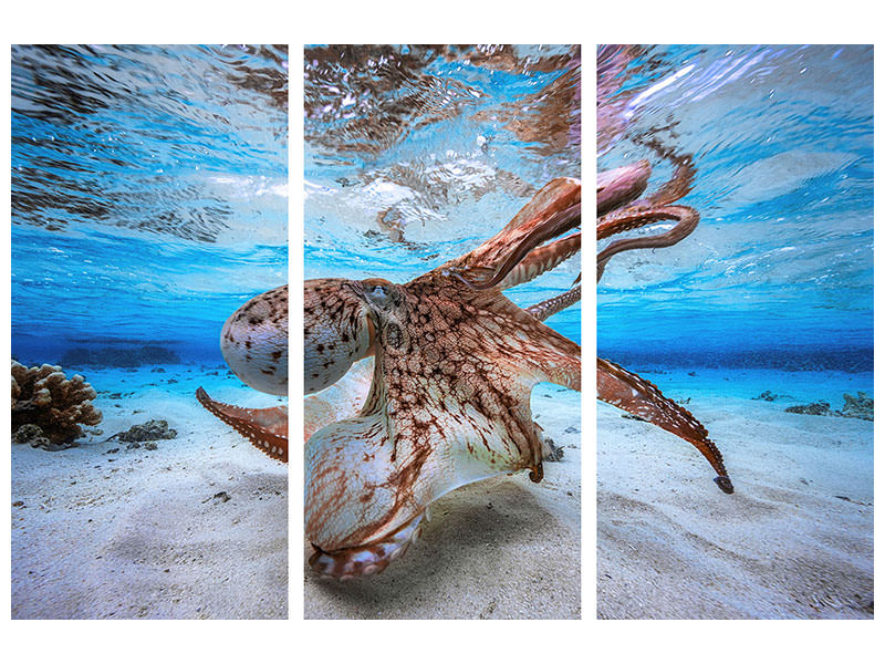 3-piece-canvas-print-dancing-octopus