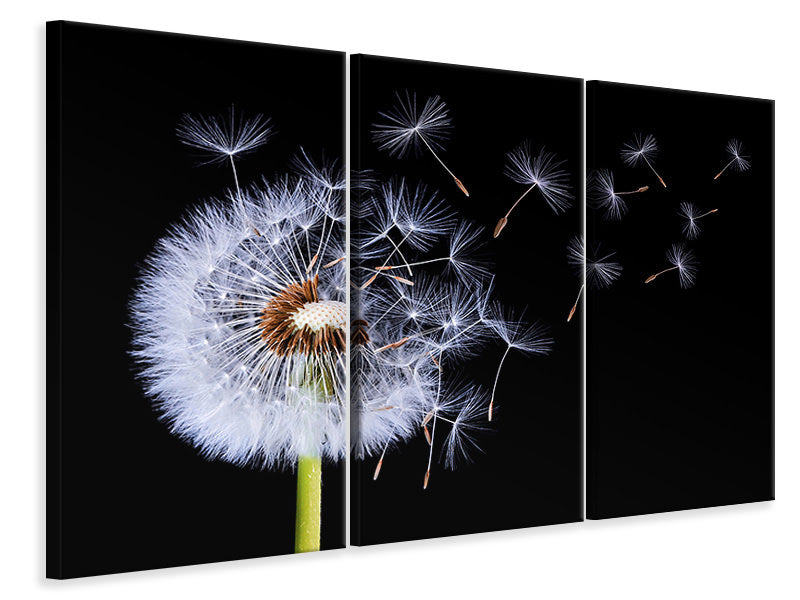 Leinwandbild 3-teilig Dandelion Blowing
