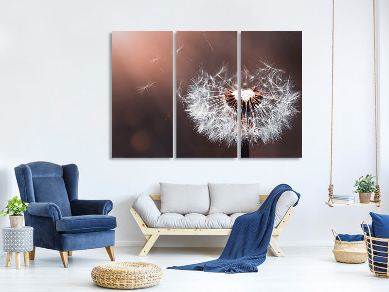 3-piece-canvas-print-dandelion-in-the-evening-light