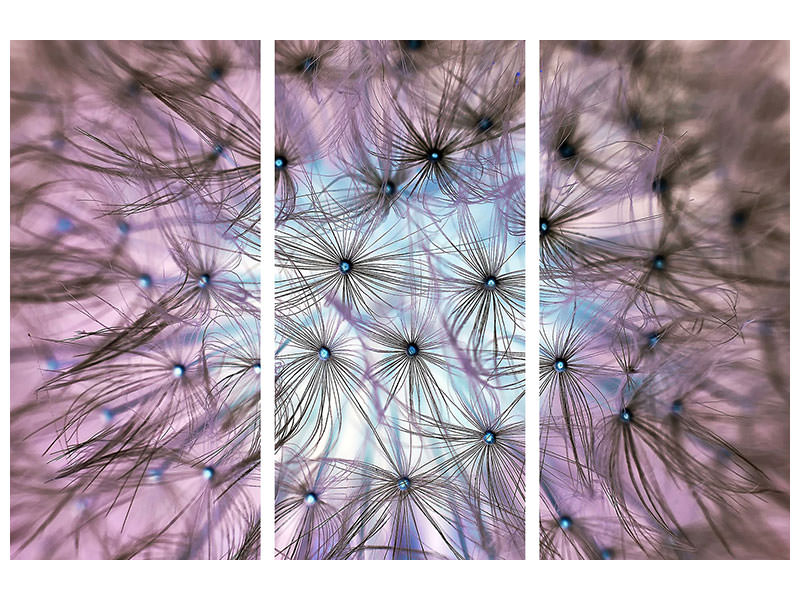 3-piece-canvas-print-dandelion-in-the-light-play