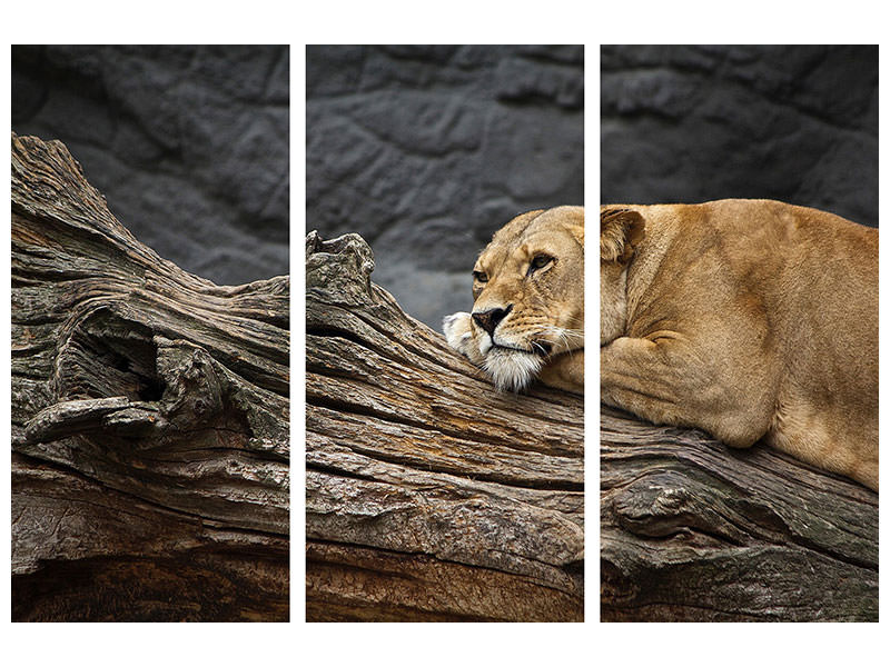 3-piece-canvas-print-dreaming-lioness