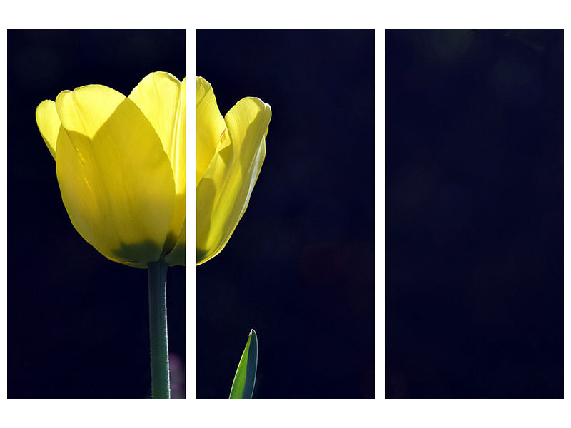 3-piece-canvas-print-glowing-tulip