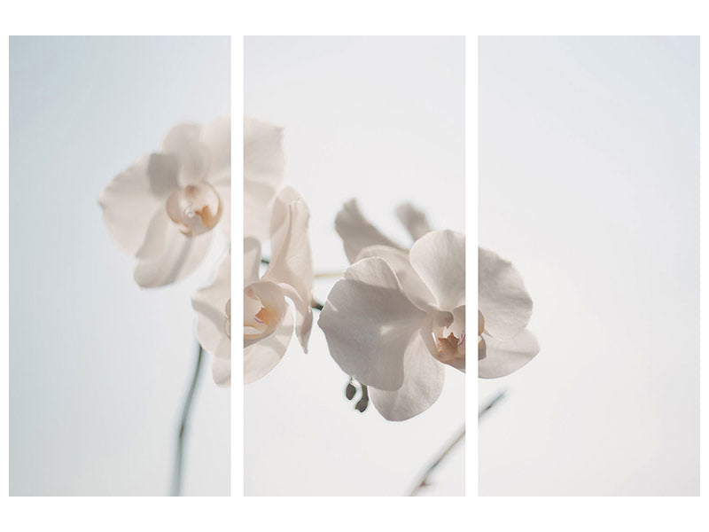 3-piece-canvas-print-graceful-orchids