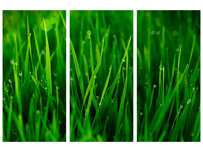 3-piece-canvas-print-grass-with-morning-dew