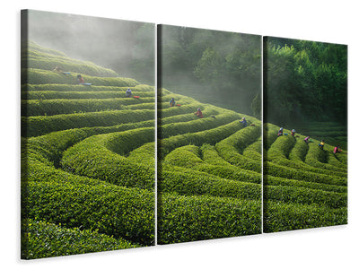 3-piece-canvas-print-green-tea-farm