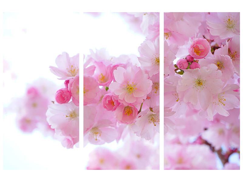 3-piece-canvas-print-japanese-cherry-blossom-xl