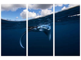 3-piece-canvas-print-little-manta-ray