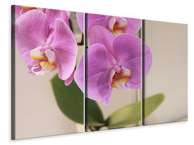 3-piece-canvas-print-orchids-with-purple-flowers-in-xl