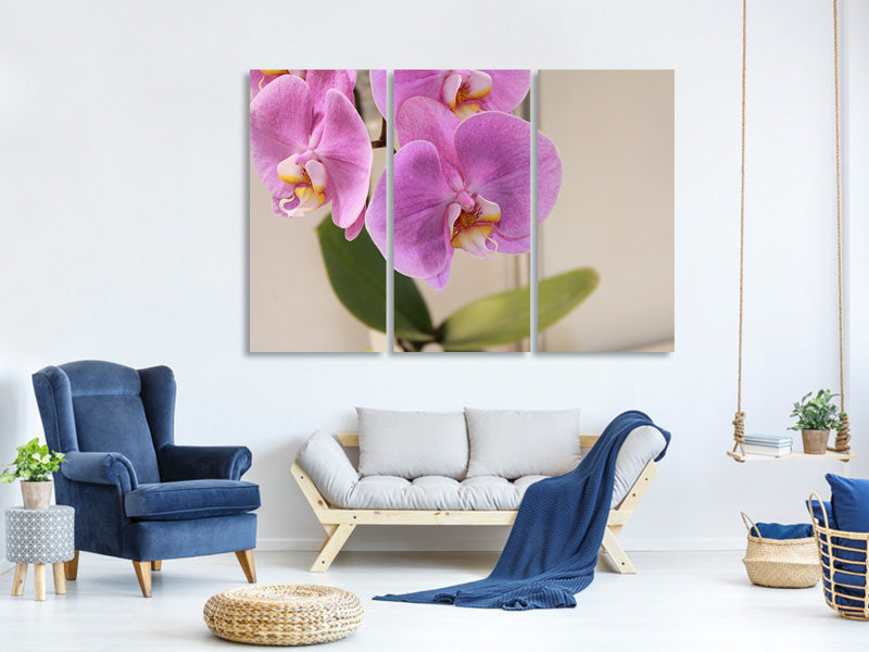 3-piece-canvas-print-orchids-with-purple-flowers-in-xl