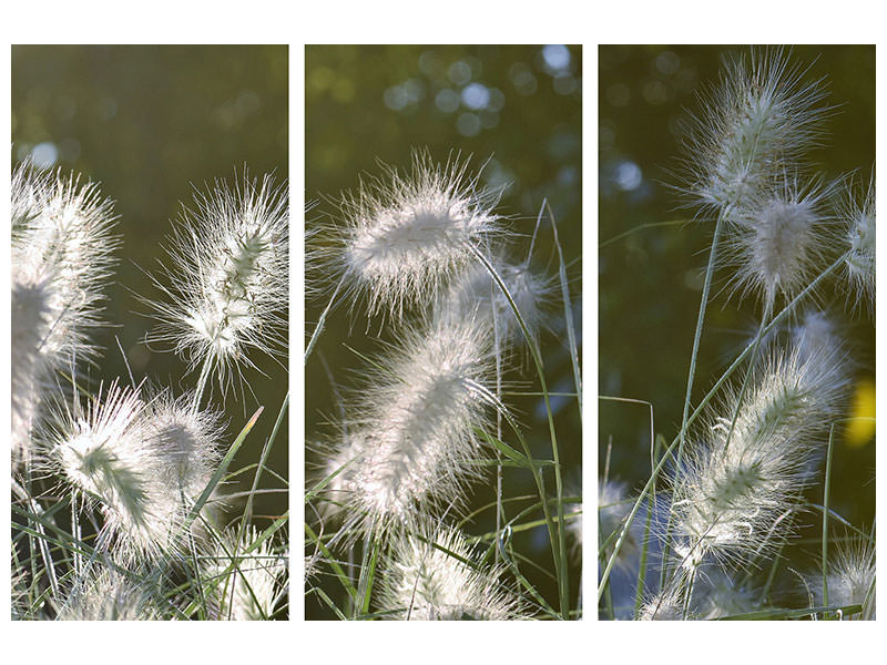 3-piece-canvas-print-ornamental-grasses-in-xl