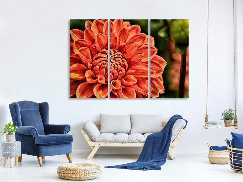 3-piece-canvas-print-painting-of-a-dahlia