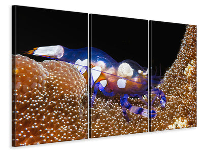 3-piece-canvas-print-peacock-tail-anemone-shrimp