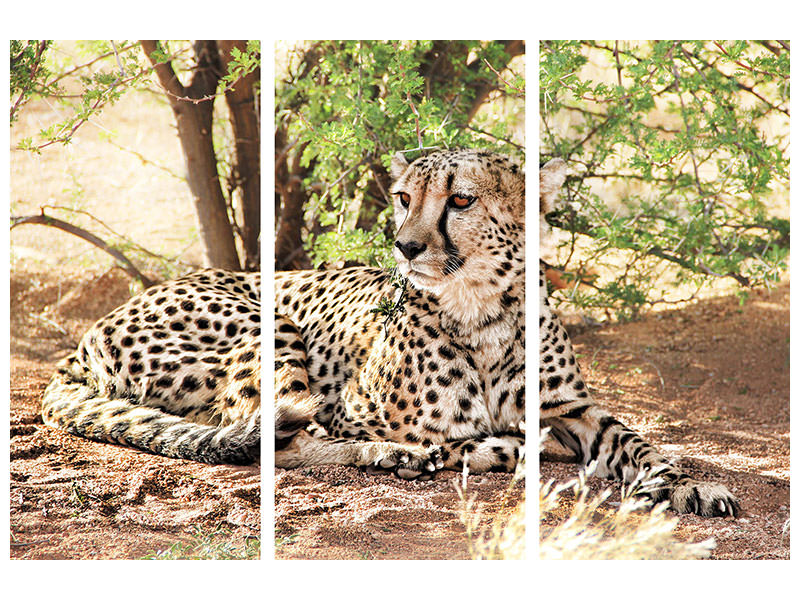 3-piece-canvas-print-sun-cheetah