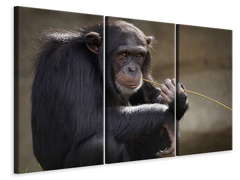 3-piece-canvas-print-sweet-chimpanzee