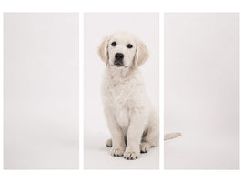 3-piece-canvas-print-sweet-golden-retriever-puppy