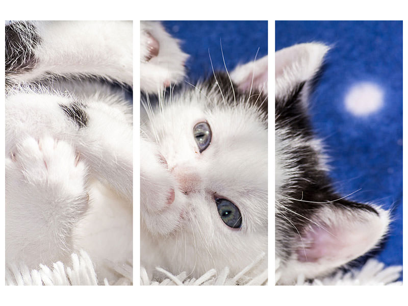 3-piece-canvas-print-sweet-kitten