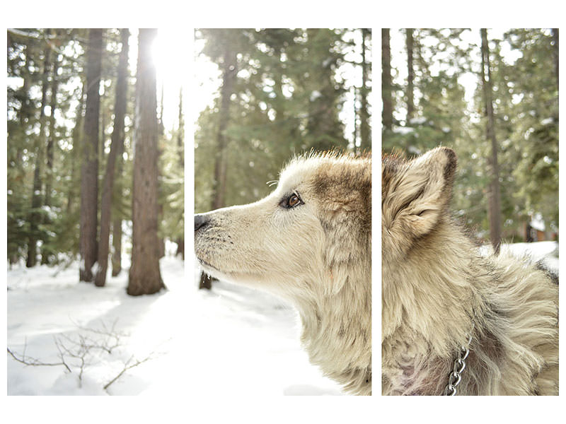 3-piece-canvas-print-the-alaskan-malamute