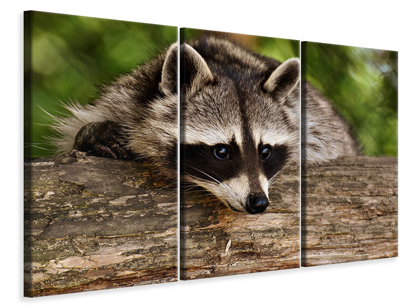 3-piece-canvas-print-the-cute-raccoon