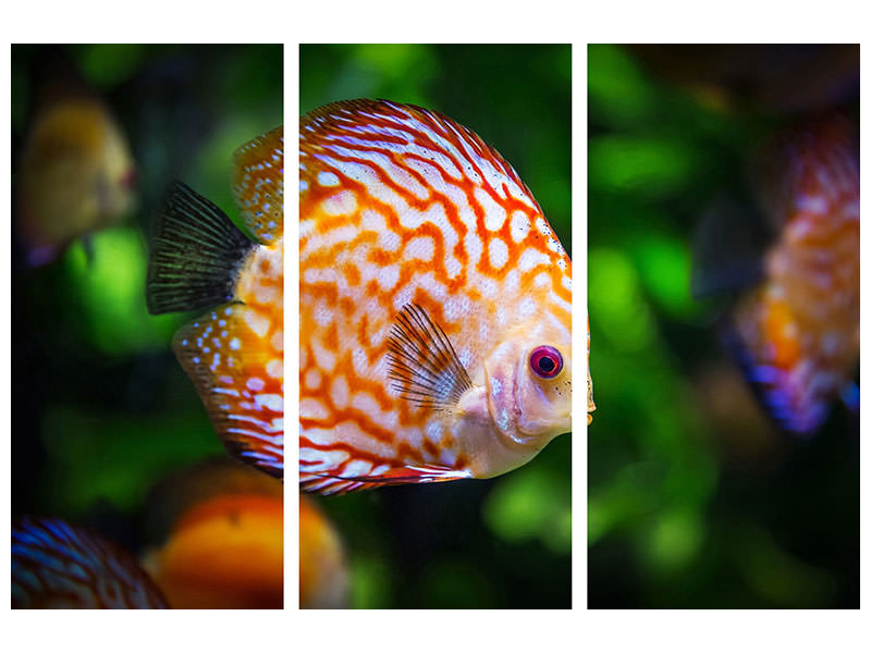 3-piece-canvas-print-the-discus-fish