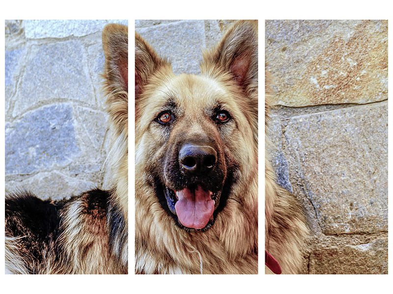 3-piece-canvas-print-the-german-shepherd