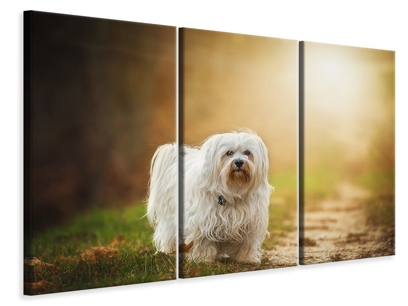 3-piece-canvas-print-the-havanese