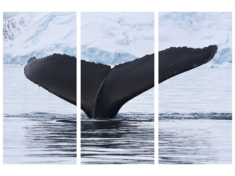 3-piece-canvas-print-the-humpback-whale