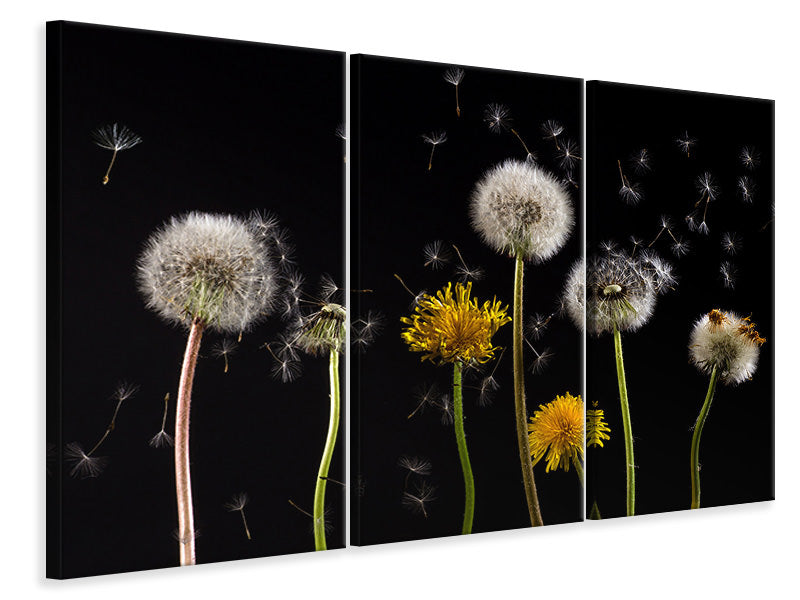 3-piece-canvas-print-the-phases-of-dandelion