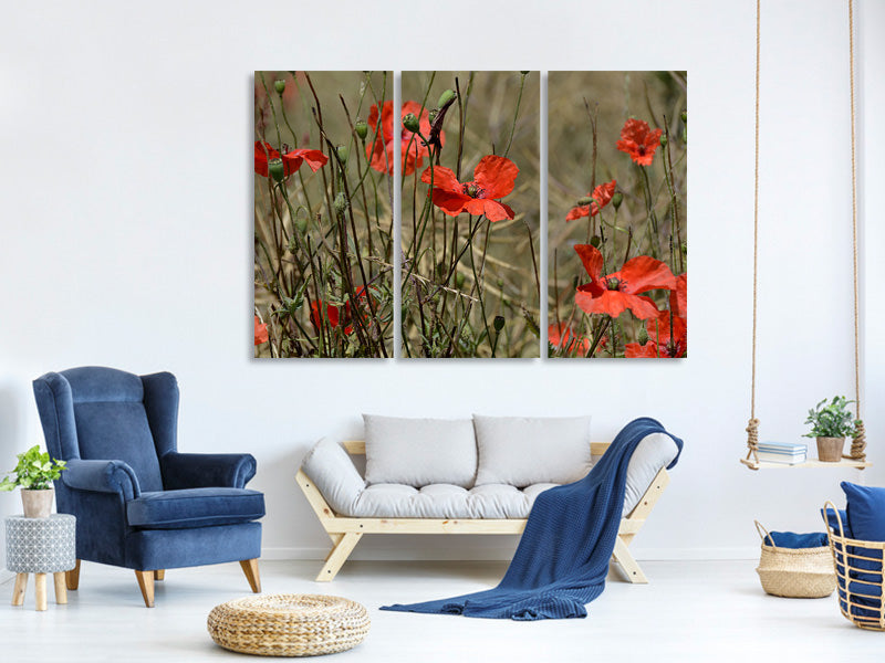 3-piece-canvas-print-the-poppy-in-nature