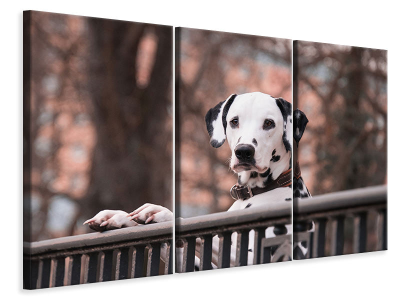 3-piece-canvas-print-watchful-dalmatian