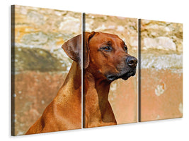 3-piece-canvas-print-watchful-rhodesian-ridgeback