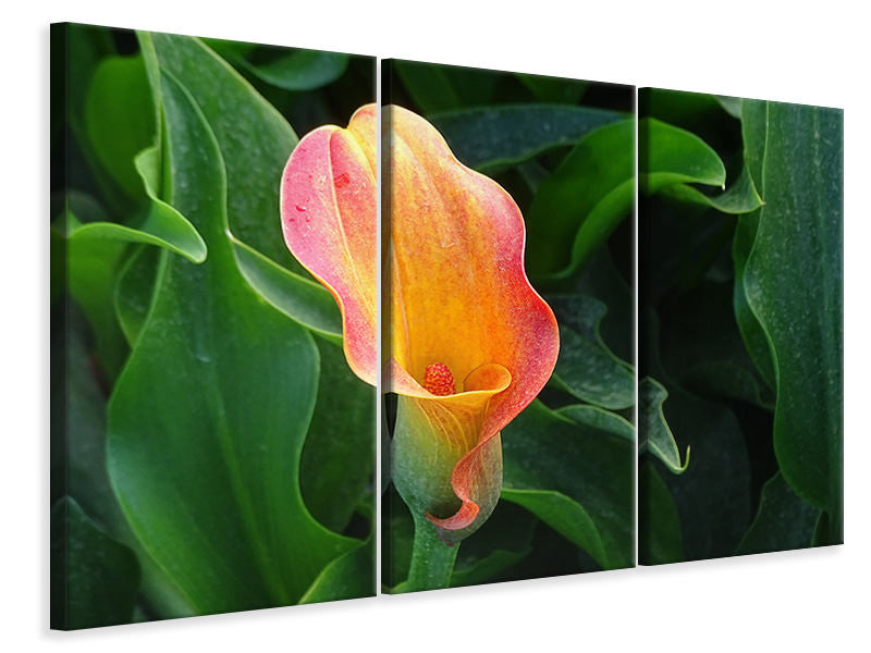 3-piece-canvas-print-wild-calla