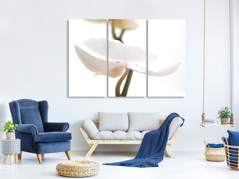 3-piece-canvas-print-xxl-orchid-flower