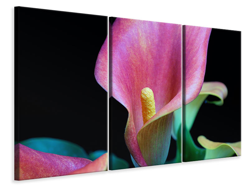 3-piece-canvas-print-zantedeschien