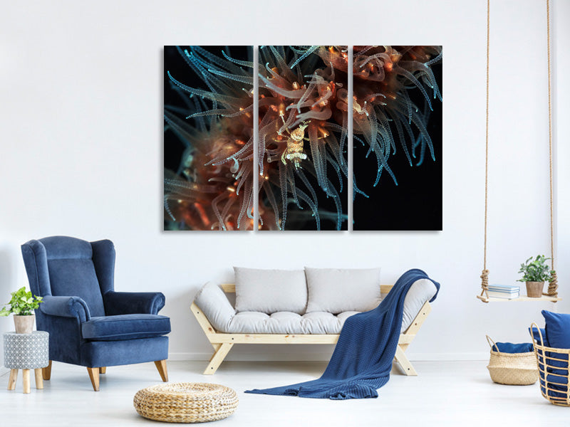 3-piece-canvas-print-zanzibar-whip-coral-shrimp