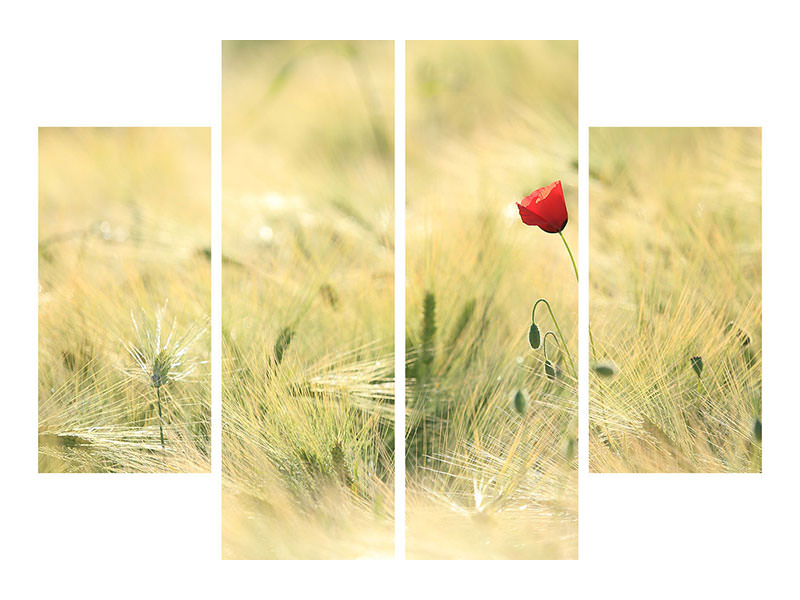 4-piece-canvas-print-a-poppy