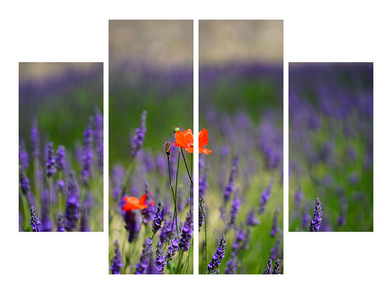 4-piece-canvas-print-poppy-in-the-lavender